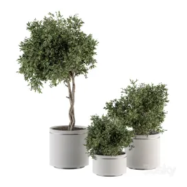 Indoor Plant Set Tree Plant Set in Black pot